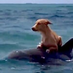 Video viral del Increíble rescate de un perro por un delfín tras caer del barco