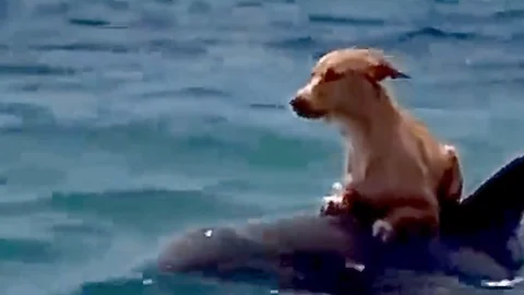 Video viral del Increíble rescate de un perro por un delfín tras caer del barco