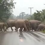 Elefante da las gracias después de que la manada cruzara la carretera