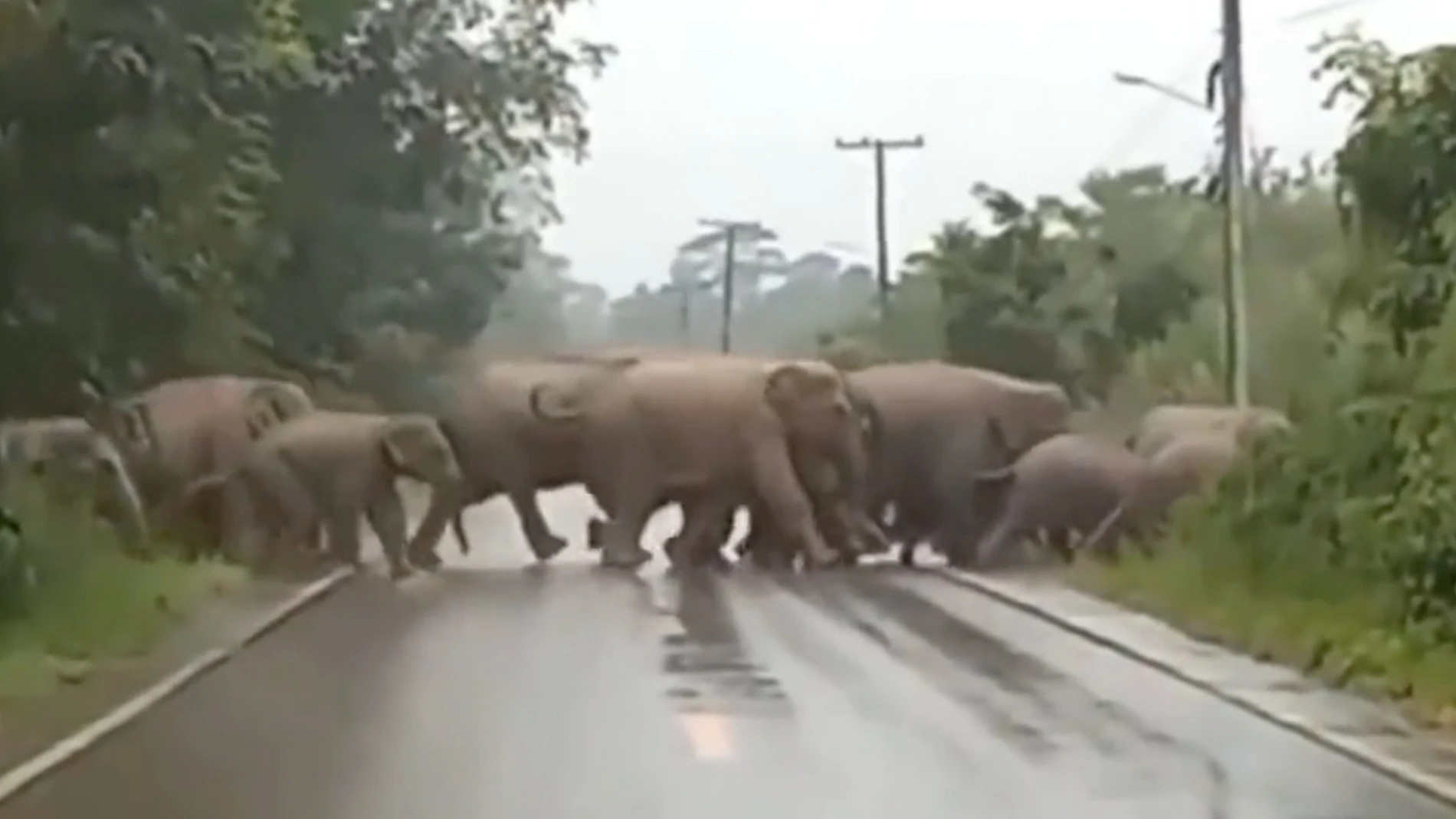 Elefante da las gracias después de que la manada cruzara la carretera