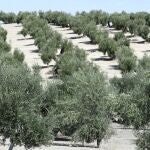 Las organizaciones agrarias auguran que se perderá un 40% del empleo en la próxima campaña olivarera