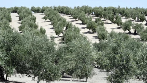 Las organizaciones agrarias auguran que se perderá un 40% del empleo en la próxima campaña olivarera