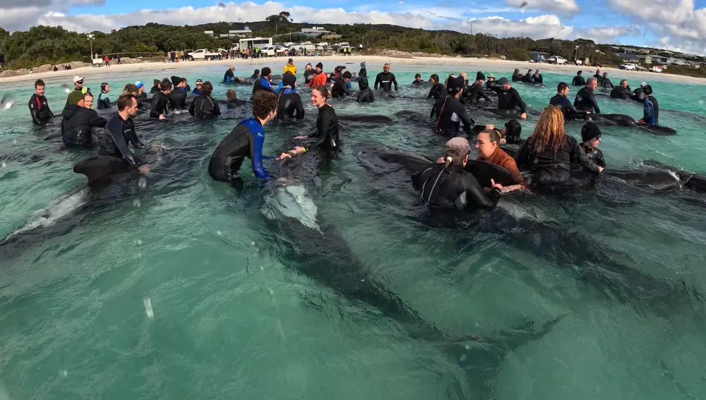 Voluntarios trabajan en la playa de Cheynes, al suroeste de Australia, para mantener con vida a 46 ballenas piloto de aleta negra que quedaron varadas en estas aguas