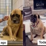 De la tristeza a la felicidad, así es el cambio de este canino tras ser adoptado 