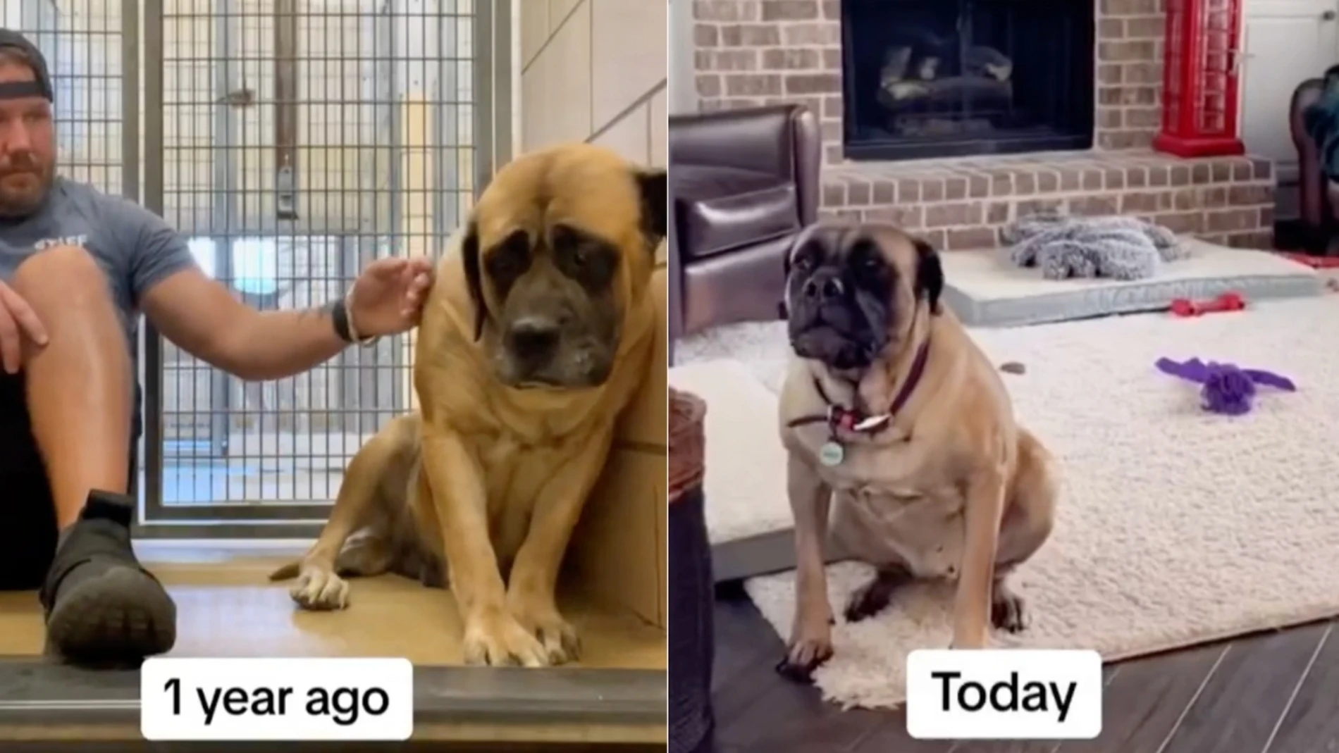 De la tristeza a la felicidad, así es el cambio de este canino tras ser adoptado 