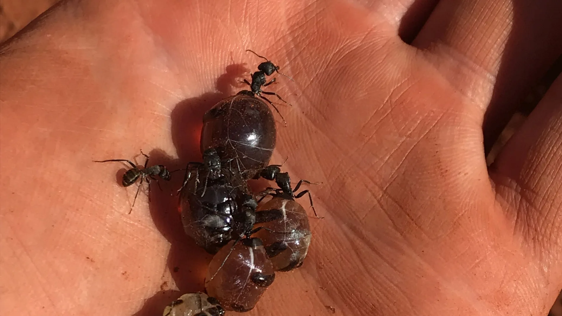 Hormigas melíferas australianas