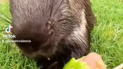 helados animales bioparcvalencia