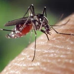 Imagen de archivo de un mosquito