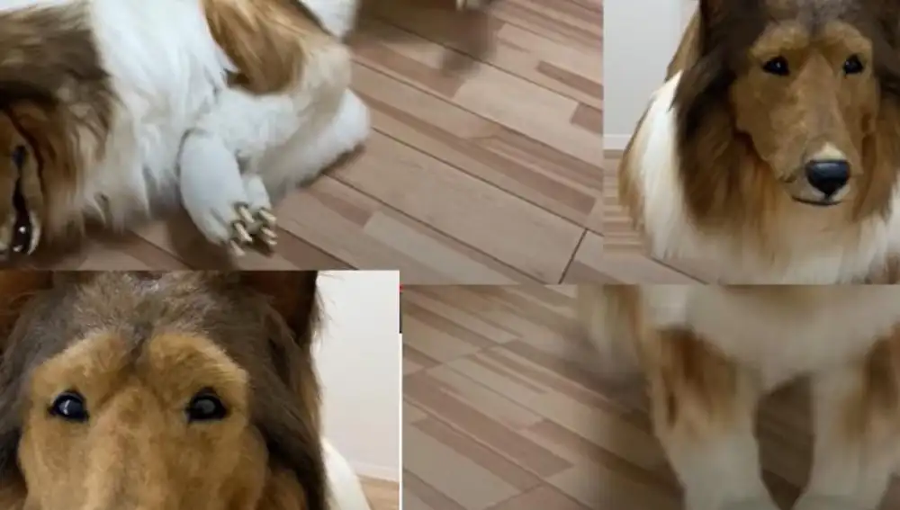 Un hombre gastó casi 15.000 euros para cumplir su sueño de ser un perro