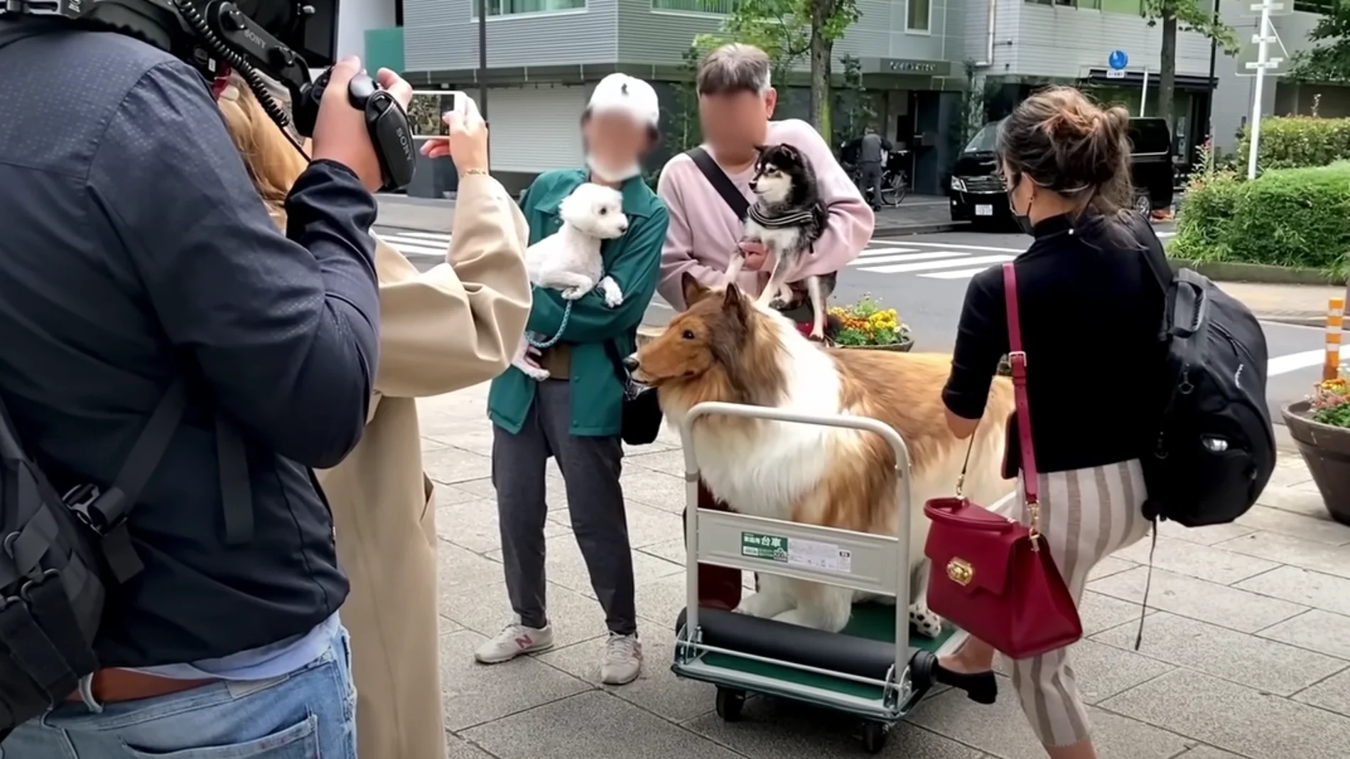Controvertido video: Youtuber japonés convertido en perro Border Collie sale a la calle por primera vez