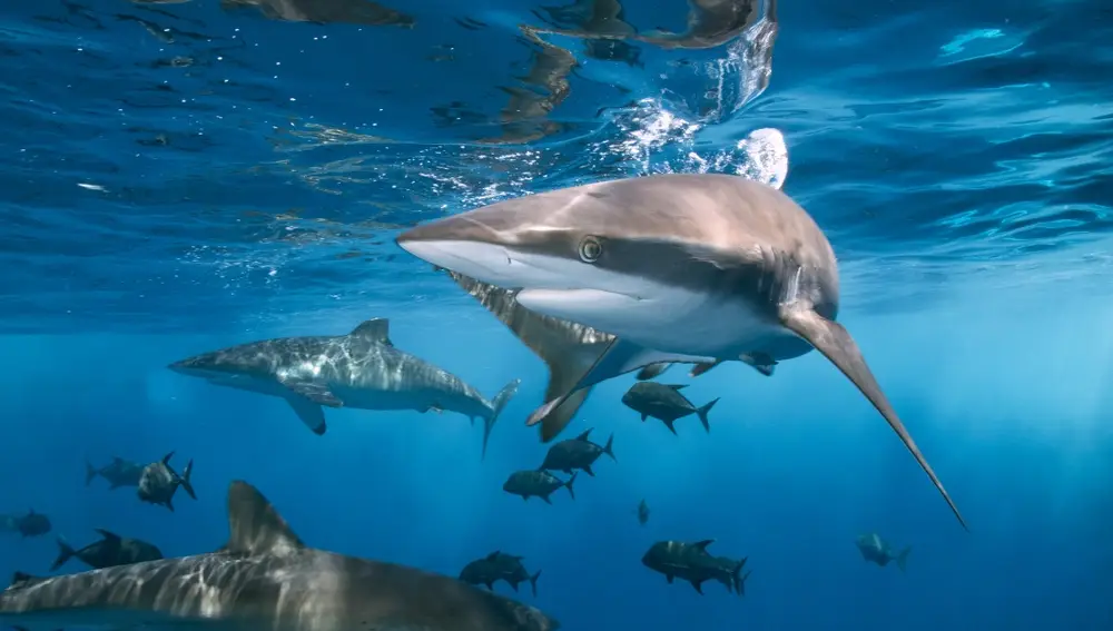¿Tiburones adictos? La verdad detrás de la conexión entre drogas y depredadores marinos