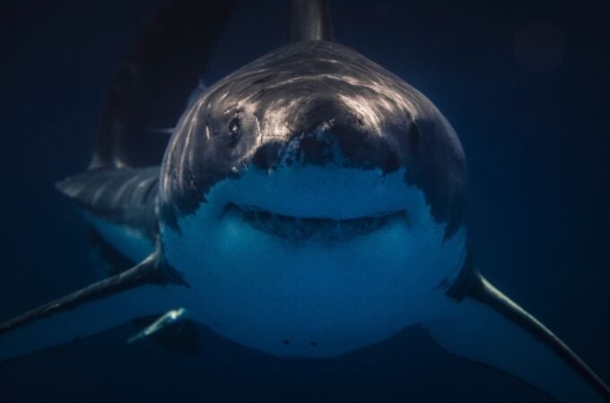 Impactante hallazgo: ¿Los tiburones se vuelven 'narcopeces' en aguas de EE. UU.?