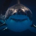 Impactante hallazgo: ¿Los tiburones se vuelven 'narcopeces' en aguas de EE. UU.?