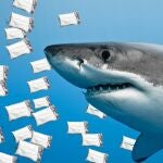 Tiburones adictos a la cocaína, el narcotráfico convierte a tiburones en 'máquinas de cocaína'
