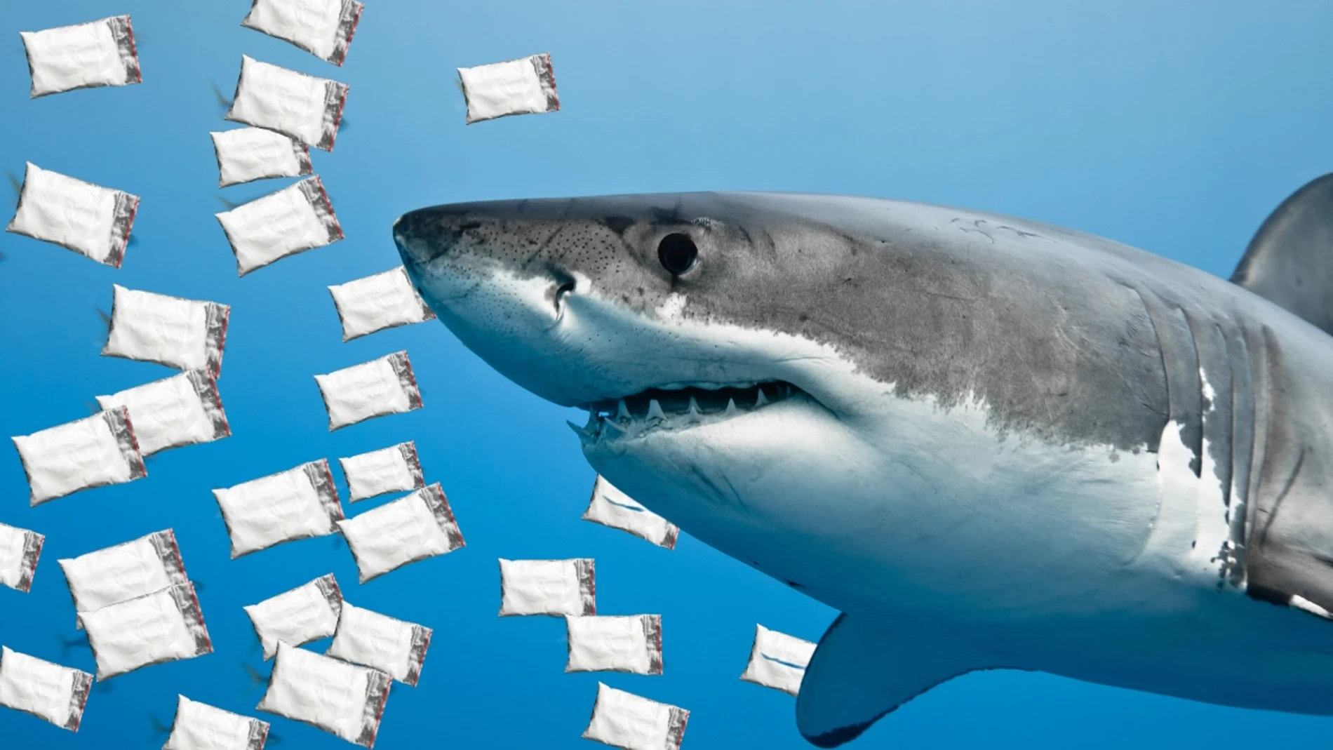 Tiburones adictos a la cocaína, el narcotráfico convierte a tiburones en 'máquinas de cocaína'