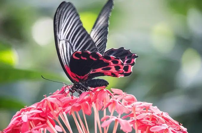 ¿Por qué las mariposas son tan coloridas?