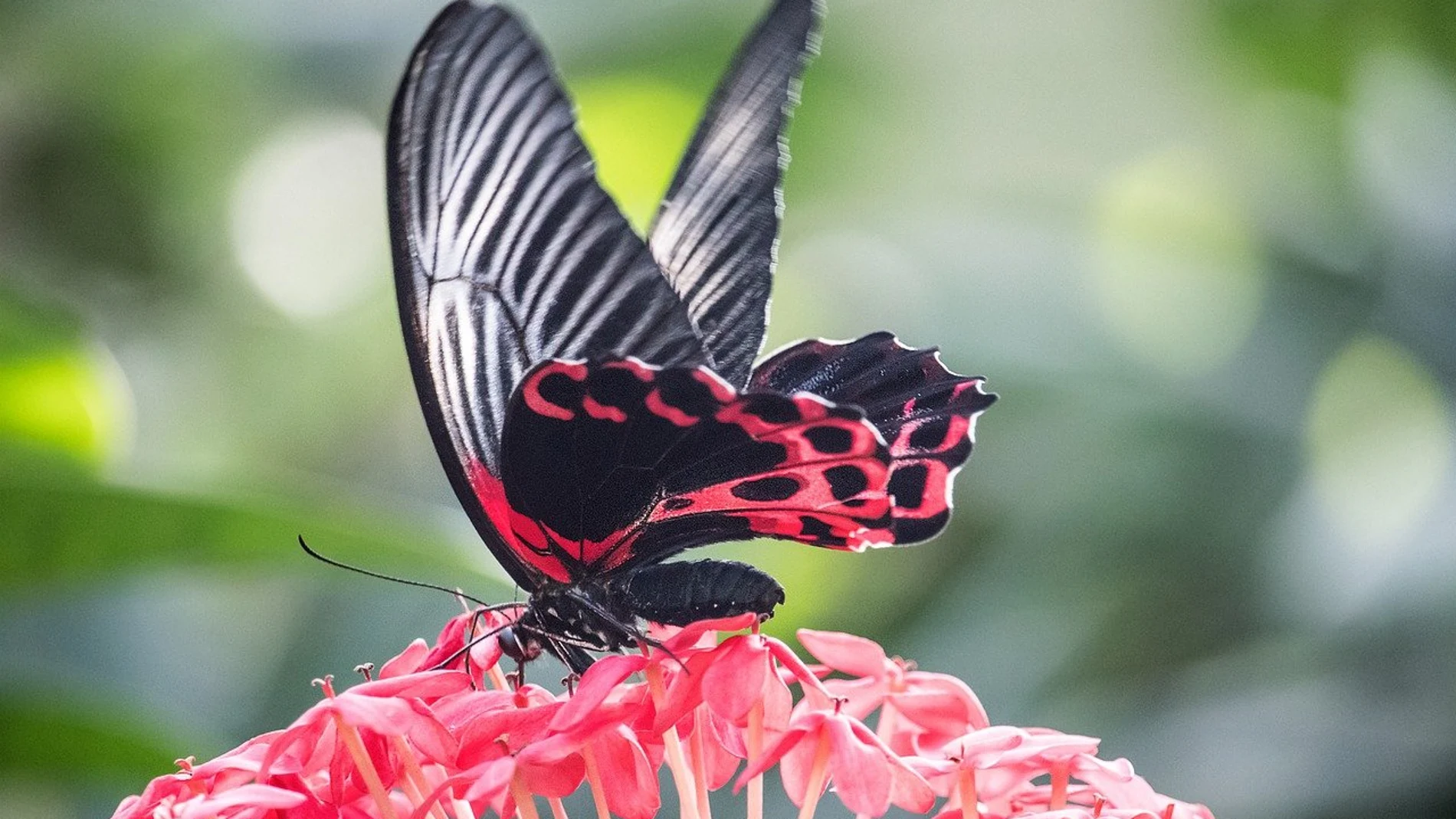 Mariposa Mormón Escarlata posada sobre una flor roja 