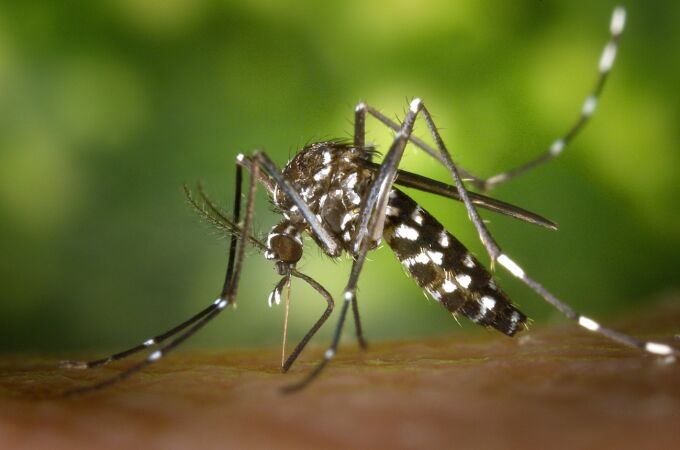 Mosquito bebiendo sangre 