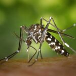Mosquito bebiendo sangre 