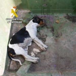 La Guardia Civil investiga a una vecina de Mazarrón por maltrato animal 