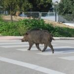 Un jabalí cruza una calle de Marbella