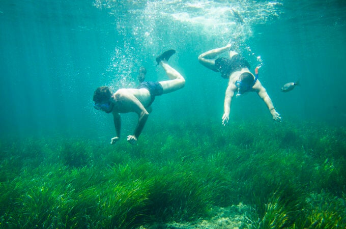 ALMERÍA. FONDO MARINO POSIDONIA ERIZO ESTRELLA DE MAR 