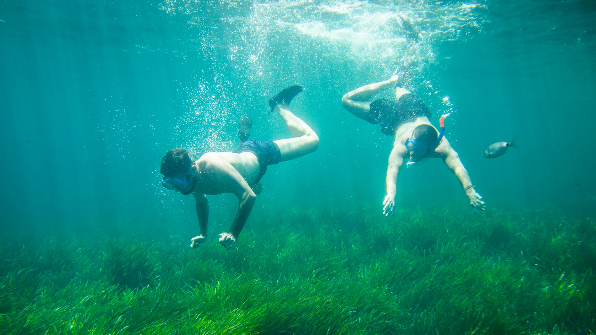 ALMERÍA. FONDO MARINO POSIDONIA ERIZO ESTRELLA DE MAR