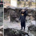¿Oso o humano disfrazado? La verdad detrás del sorprendente vídeo viral