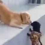 Un perro da su primer beso a otro perro y así es su tierna reacción 