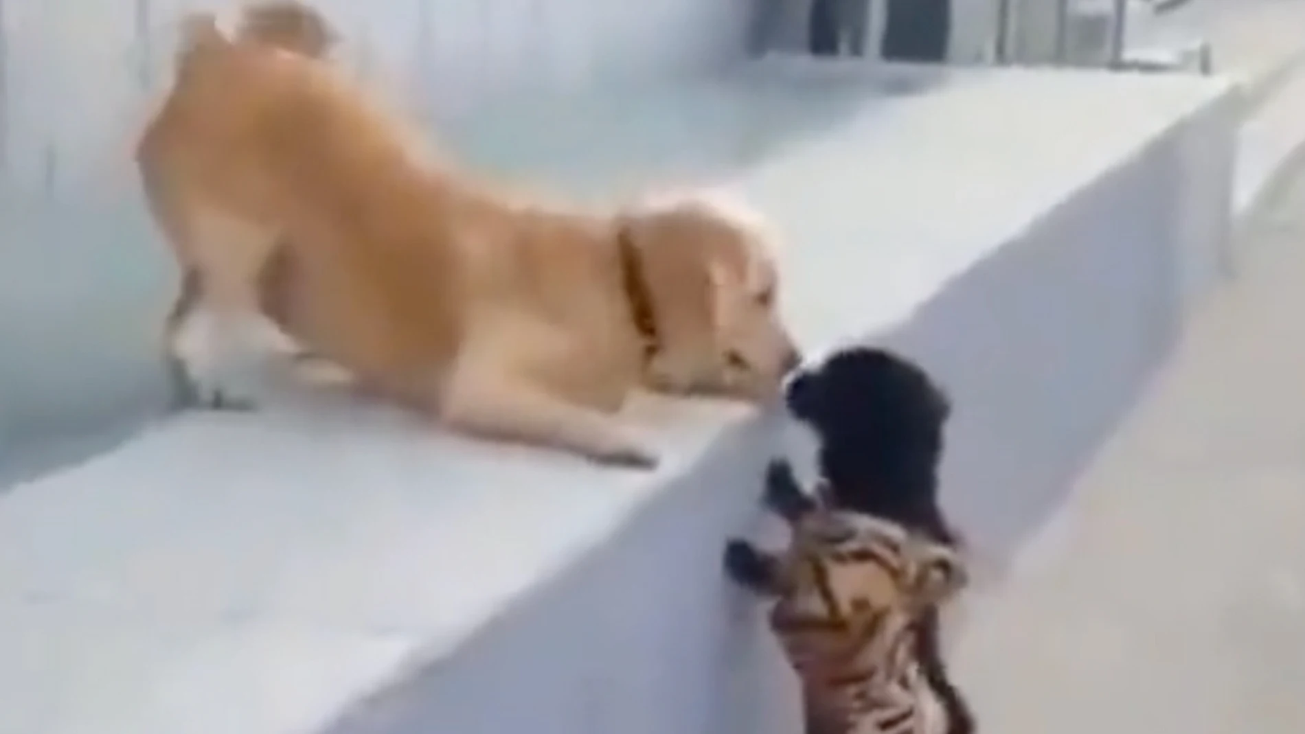 Un perro da su primer beso a otro perro y así es su tierna reacción 