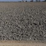 Tierras de cultivo de arroz sin sembrar en la provincia de Sevilla a causa de la sequía