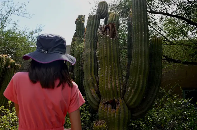 Ni los cactus del desierto de Arizona soportan el calor