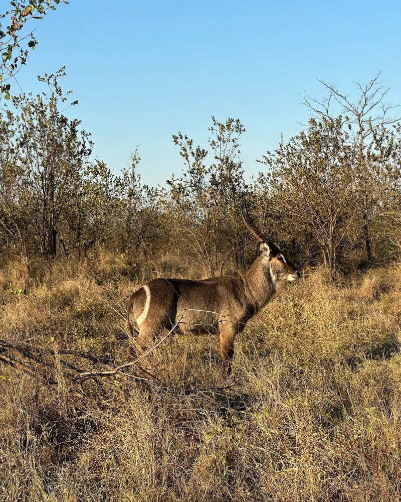 Tamara Falcó e Íñigo Onieva han visto gacelas en su luna de miel por África