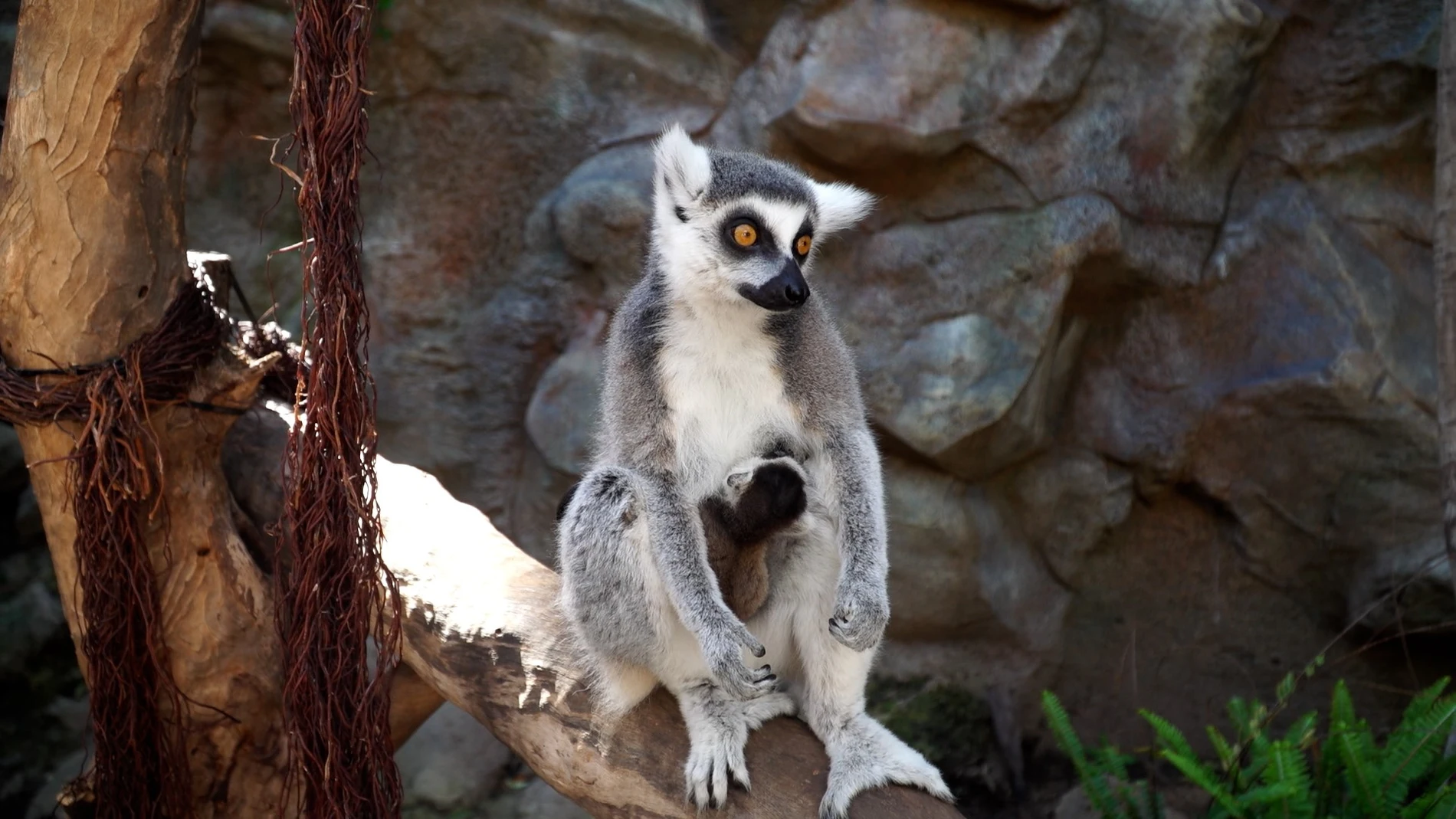 Imagen de un lemur con su cría