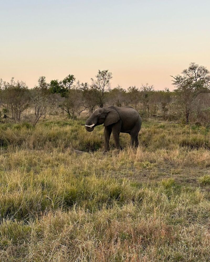 Tamara Falcó e Íñigo Onieva han visto gacelas en su luna de miel por África