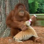 Orangután cuida de cachorros tigre como si fueran suyos