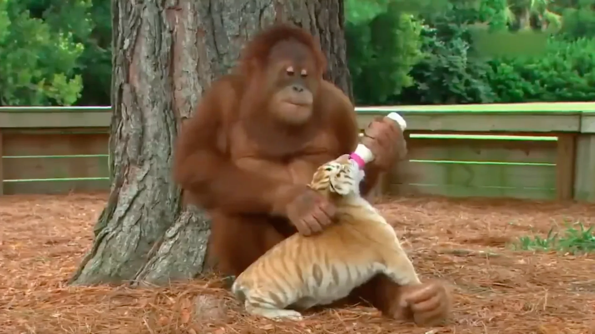 Orangután cuida de cachorros tigre como si fueran suyos