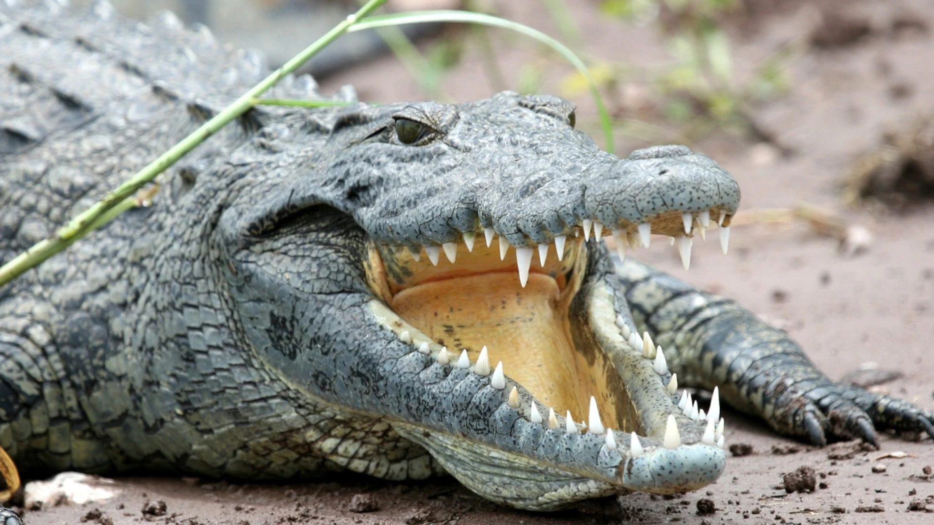 Un cocodrilo mata a Chucho, jugador de fútbol del Deportivo Río, en el río Cañas