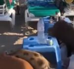 Vídeo: Unos jabalíes se llevan la comida de unos bañistas en la playa de Marbella