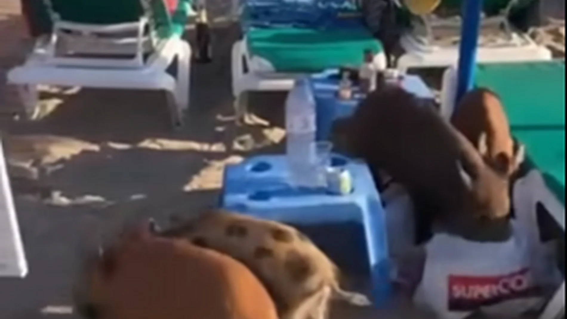 Vídeo: Unos jabalíes se llevan la comida de unos bañistas en la playa de Marbella