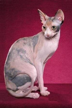 Un Sphynx Escocés