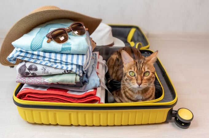 El gato bengalí se sienta en una maleta amarilla, para un viaje de vacaciones.