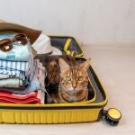 El gato bengalí se sienta en una maleta amarilla, para un viaje de vacaciones.