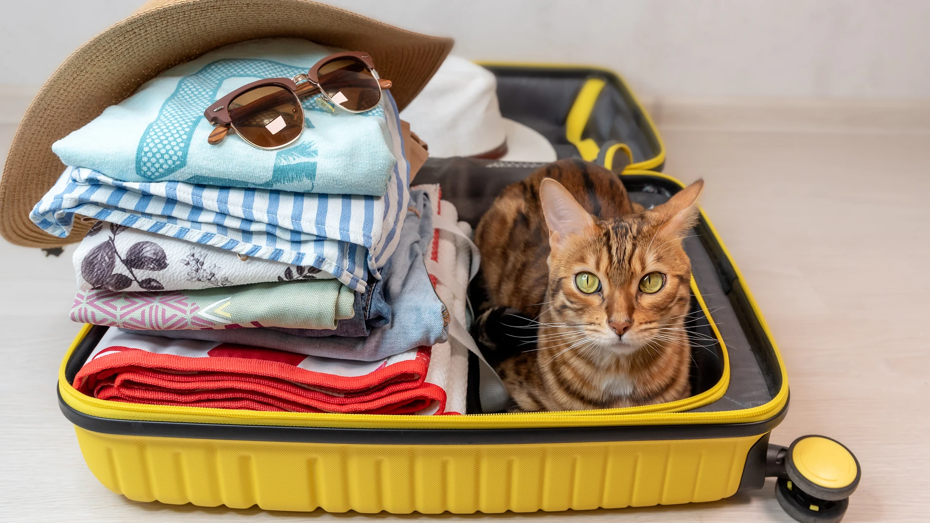 El gato bengalí se sienta en una maleta amarilla, para un viaje de vacaciones.
