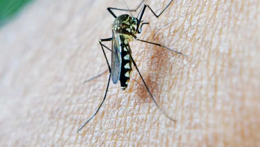 Imagen de un mosquito transmisor del virus del Nilo