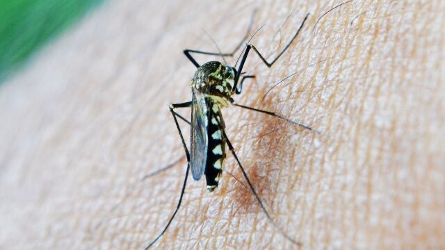 Imagen de un mosquito transmisor del virus del Nilo