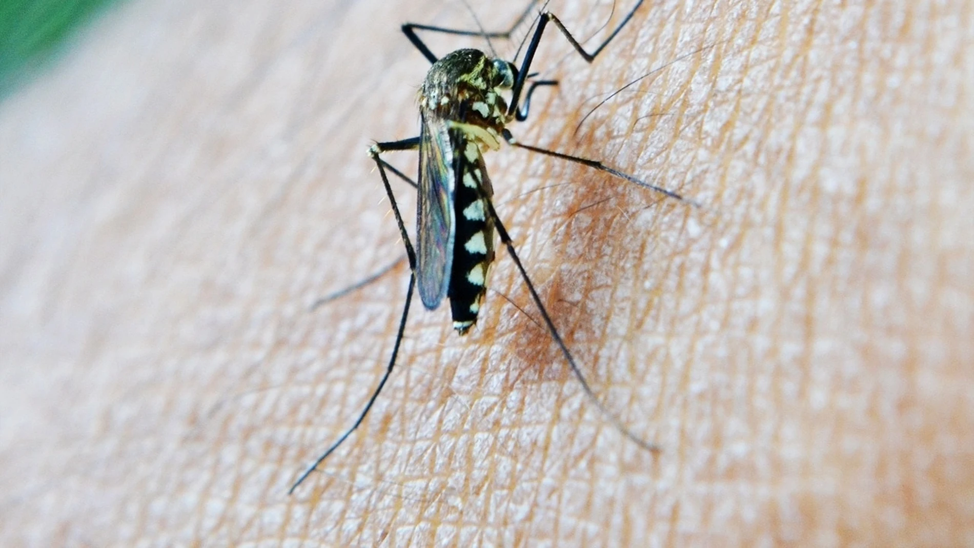 Imagen de un mosquito transmisor del virus del Nilo