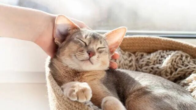Día Internacional del Gato: estas son las razas de mininos más curiosas