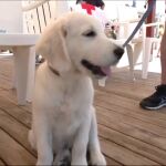 Un cachorro de Golden es entrenado para ejercer de socorrista en la playa de La Barrosa