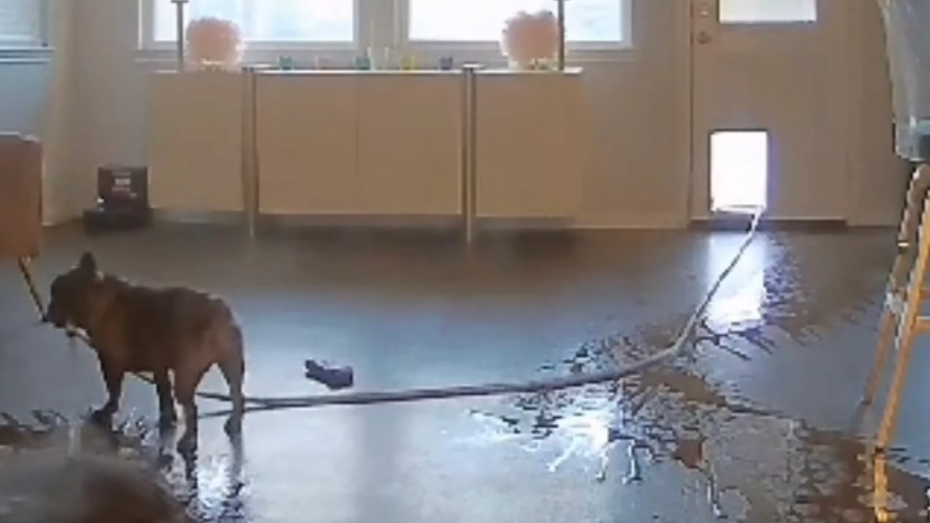 Dos bulldogs franceses usan la manguera para refrescarse e inocentemente inundan la casa